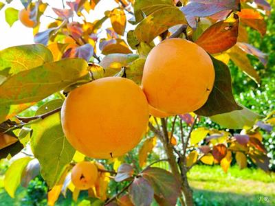 Diospyros